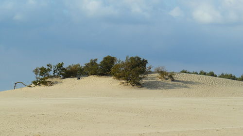 Trees on sand dune against sky