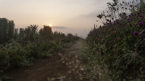 Plants growing on land against sky during sunset