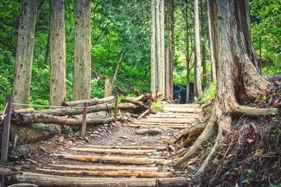 Footpath amidst trees in forest