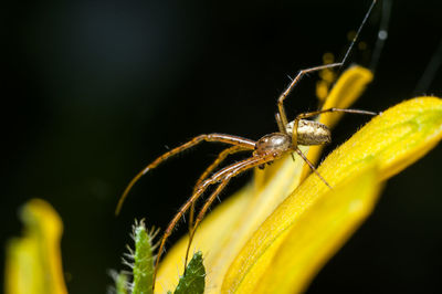 Close-up of insect on flower