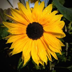 Close-up of fresh yellow flower blooming in garden