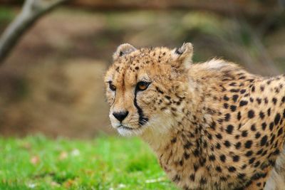 Close-up of a cat on field