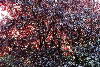 Full frame shot of red leaf