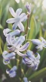 Close-up of purple flowering plant