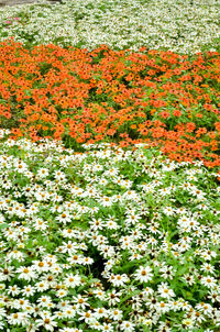 Close-up of flowers