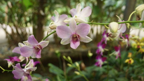 Close-up of pink flowering plants