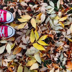 Leaves on ground