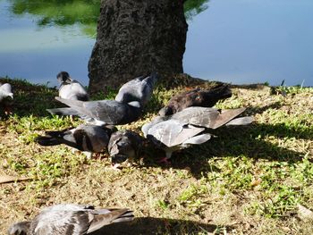 Birds perching on grass by tree