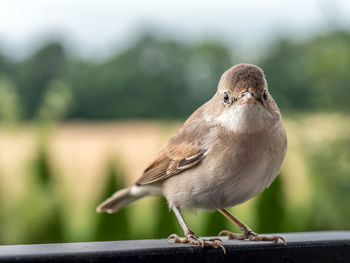 Close-up of bird perching on railing