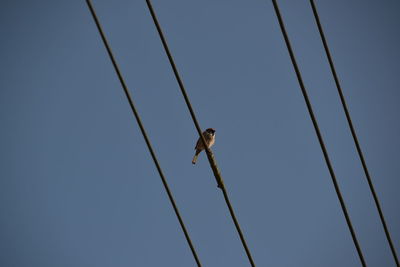 Low angle view of bird perching on cable against clear sky