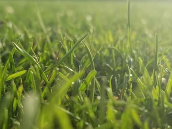 Close-up of wheat growing on field