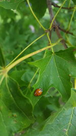 Close-up of ladybug on leaf