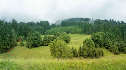 Trees on grassy field