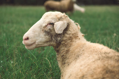 Close-up of sheep on field