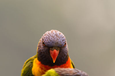 Close-up of parrot