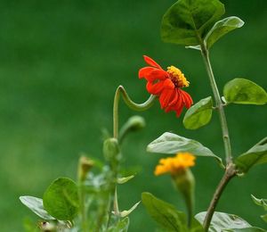 Close-up of flowers blooming outdoors