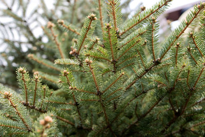 Low angle view of pine tree