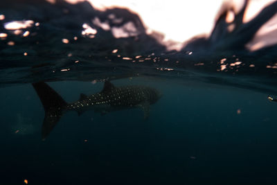 Fish swimming in sea