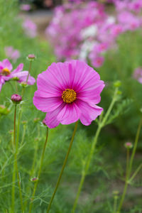 Close-up of pink cosmos flower blooming on field