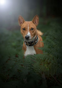 Portrait of a dog on field
