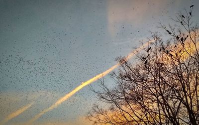 Low angle view of bare trees against sky during rainy season