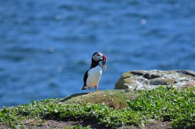 Close-up of puffin with fishes in mouth perching on rock
