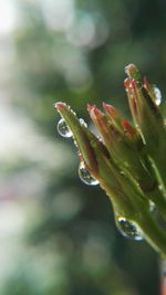 Close-up of insect on plant