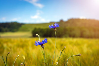 Close-up of purple flowering plant on field against sky