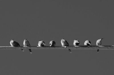 Low angle view of birds perching on rod against clear sky