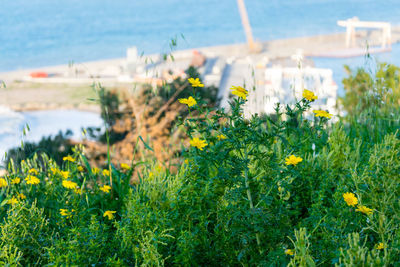 Close-up of yellow flowering plant on field by sea