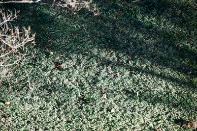 High angle view of insect on field