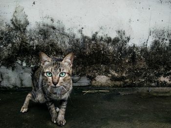 Portrait of cat sitting outdoors