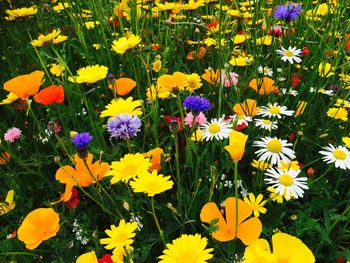 Close-up of yellow flower blooming in field