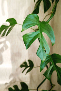 Close-up of fresh green leaves against wall
