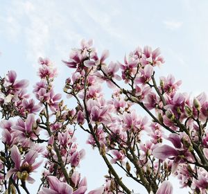 Low angle view of cherry blossom against sky