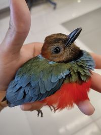 Close-up of hand holding bird