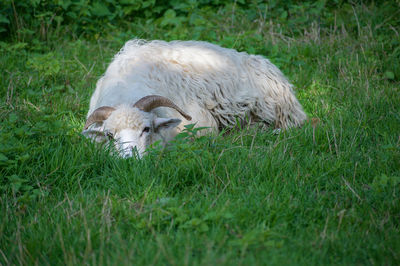 View of sheep on field