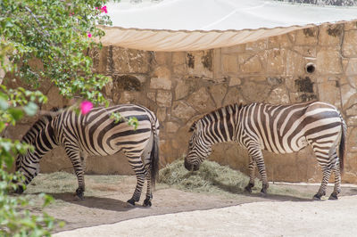 The zebras  turned their backs to the zoo visitors.  as if to say .  .  . no photos today please.