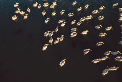 High angle view of fishes swimming in sea