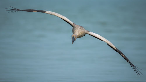 Bird flying over sea