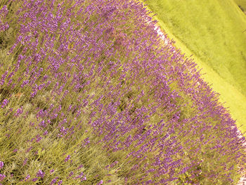 High angle view of purple flowers in field