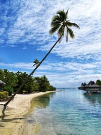 Palm trees on beach against sky