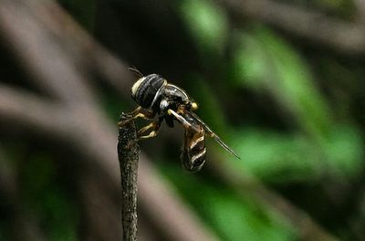 Close-up of spider on web