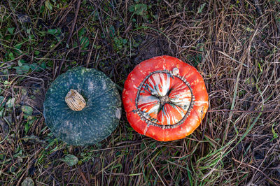 High angle view of pumpkin on field