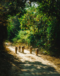 Rear view of horse in the forest