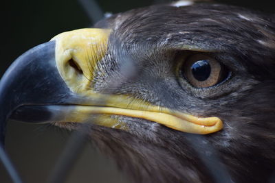 Close-up portrait of owl