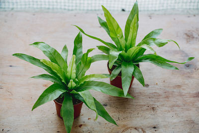 Close-up of potted plant