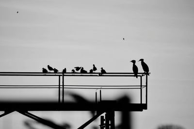 Low angle view of silhouette birds perching on pole against sky