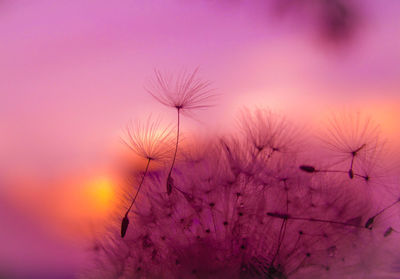 Close-up of dandelion