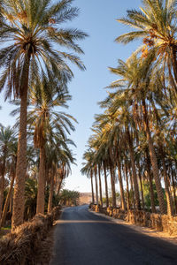 Palm trees against sky